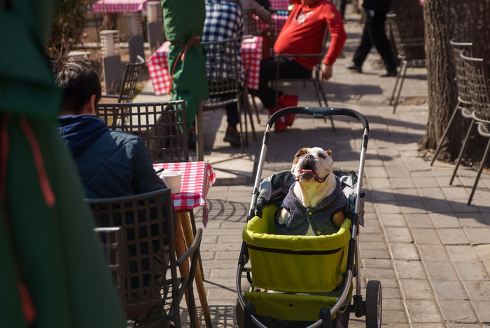 ▲2022年3月6日，北京798艺术区，一只宠物狗陪伴主人用餐。新京报记者 王子诚 摄