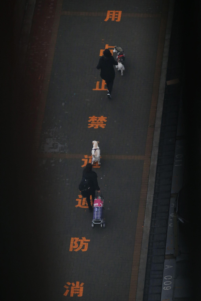 ▲2021年1月25日，北京大兴天宫院街道融汇社区，两名前往集中隔离点的居民牵着自己的宠物狗。新京报记者 尹亚飞 摄