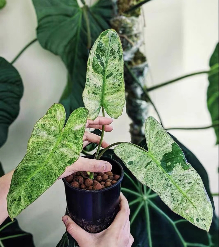 偏植狂的淘宝店铺页面