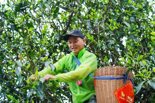 　　△ 茶农对冰岛茶王树以“二采三留”的严格标准进行保护性采摘