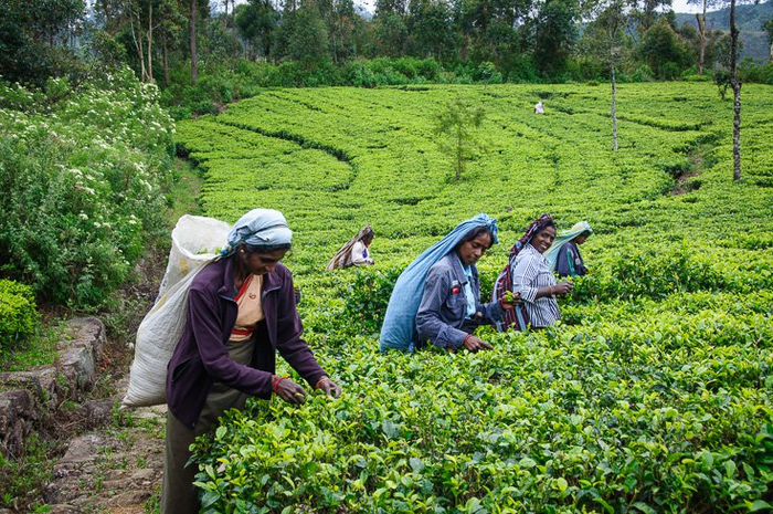 斯里兰卡茶园女工在田间忙碌&nbsp; 图源：nerd nomads