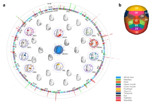 揭示部分东亚独特面部形态的遗传作用机制      受访者供图