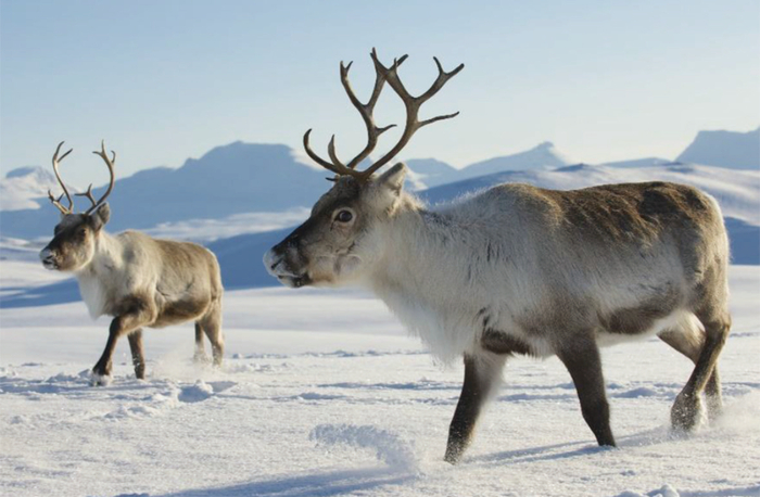 生活在北极圈的驯鹿图：《生命密码2》