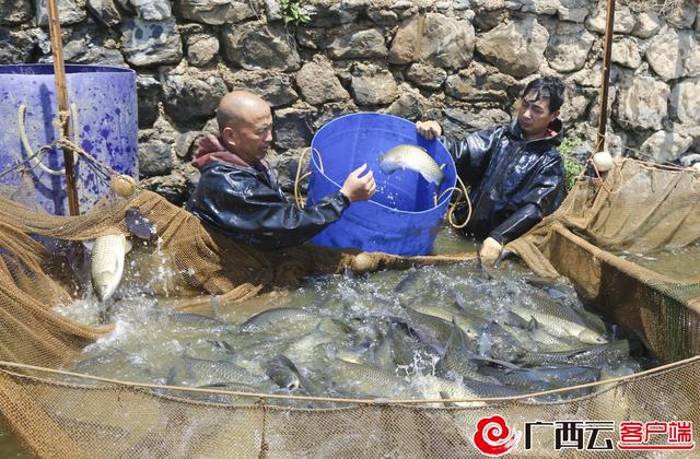  黄祖强正在起鱼。吴永才 摄