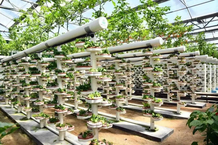 2020年，寿光菜博会展示立体种植技术 图片来源：新华社