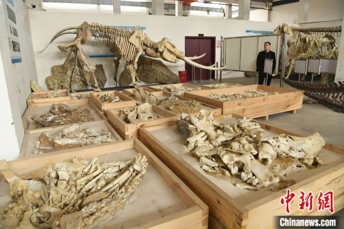 重庆市地质遗迹保护与研究实验室化石修复中心。中新社记者 陈超 摄