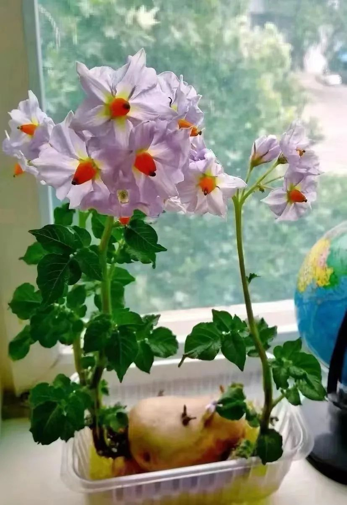 群友分享疫情前泡出来的土豆花