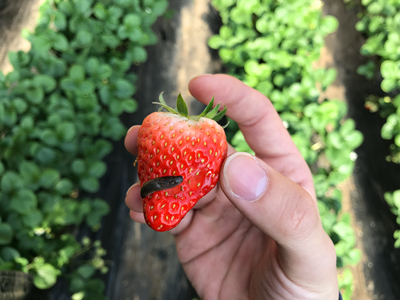 图示：草莓上的蛞蝓