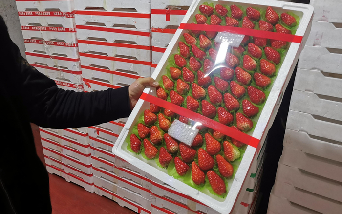 北京新发地“草莓大王”刘京生展示其仓库内的丹东草莓。&nbsp; 摄影/郭铁
