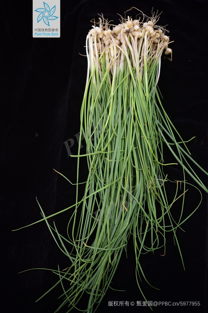 薤白植株（图片来源：中国植物图像库）