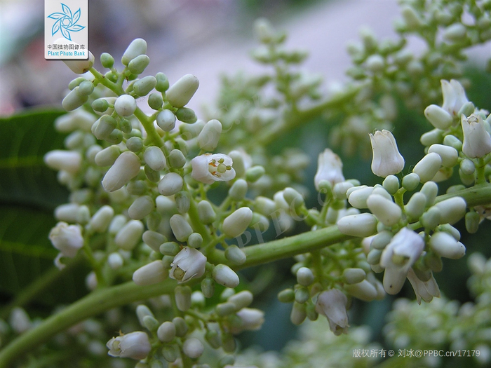 香椿的花（图片来源：中国植物图像库）