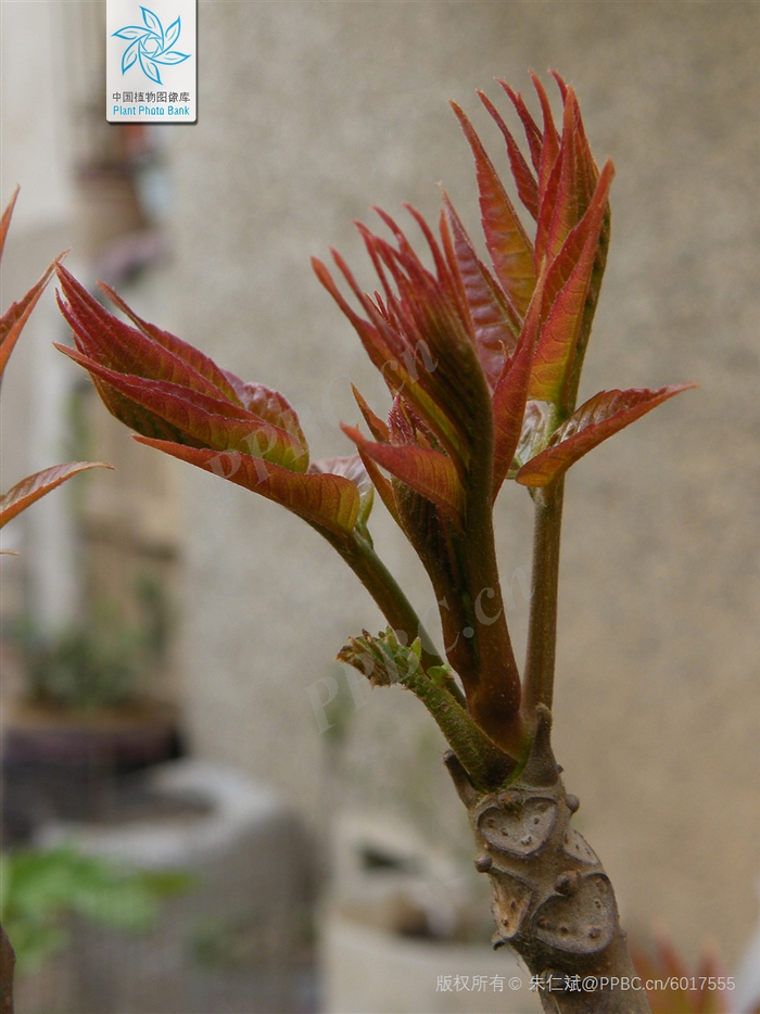 香椿的芽（图片来源：中国植物图像库）