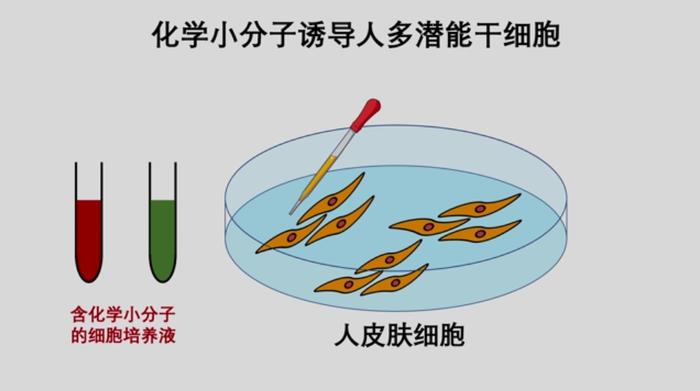 我国干细胞制备技术获得重要突破_手机新浪网