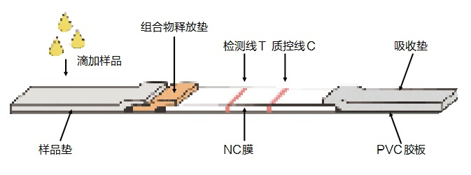 　　检测试剂盒（胶体金法）结构示意图