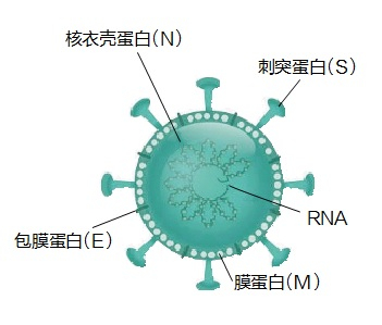　　新冠病毒蛋白结构示意图