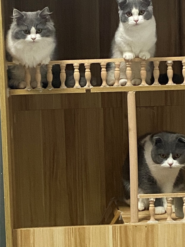 唐正家的猫。图片来源：受访者提供