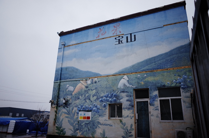 宝山有一条蓝莓路 &nbsp;时代周报记者 黎广摄