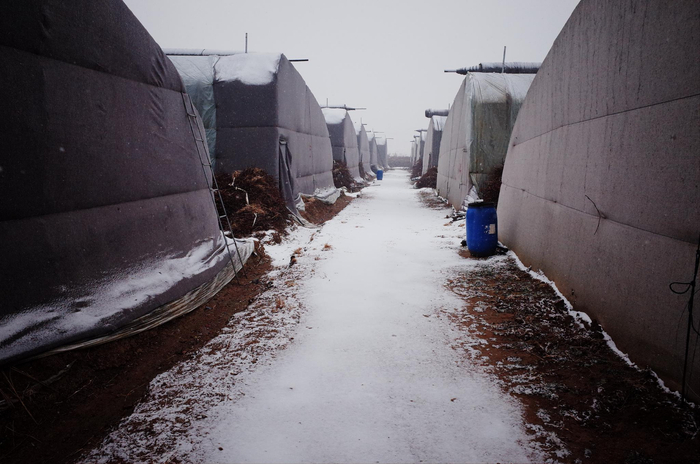 2022年的第一场雪，在蓝莓园悄然而至 &nbsp;时代周报记者黎广摄