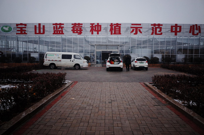 宝山镇“一村一品”，其中蓝莓就是上品 &nbsp;时代周报记者 黎广摄