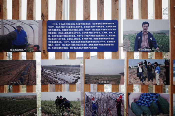 在宝山镇蓝莓园，有当地的蓝莓发展史 &nbsp;时代周报记者 黎广摄