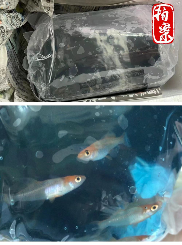 图为杭州海关在进境寄递物中截获的日本青鳉鱼