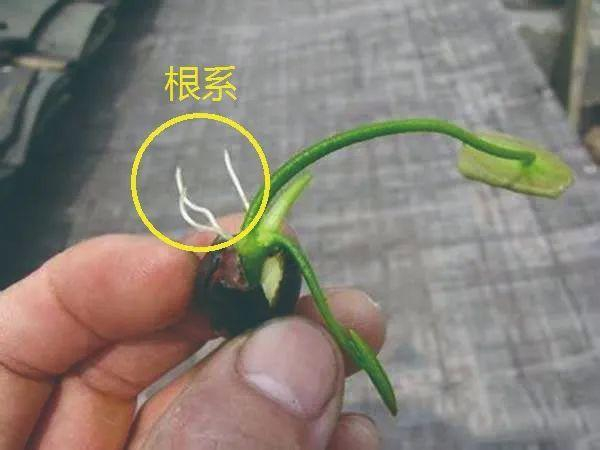 两叶一心放大示意图