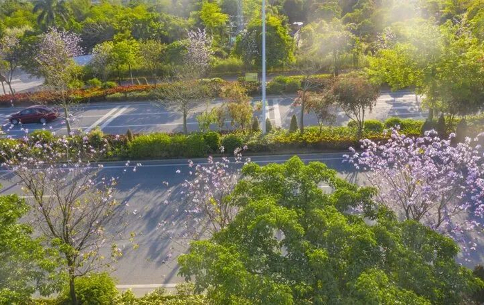 缤纷浪漫的凤翔北路。清远日报签约摄影师 彭伟柱 摄