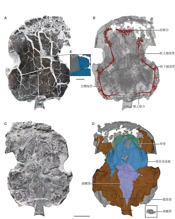 图3.会泽滇双翼鱼齿板（E）与其他几种肺鱼齿板类型的比较（罗彦超供图）