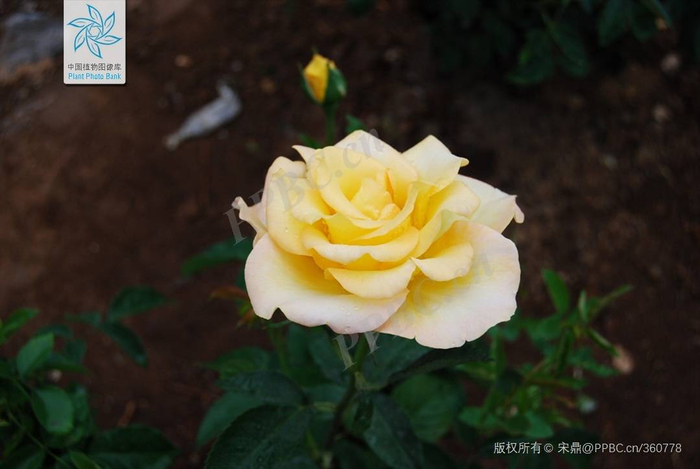 香水月季 拍摄者：宋鼎（图源：中国植物图像库）