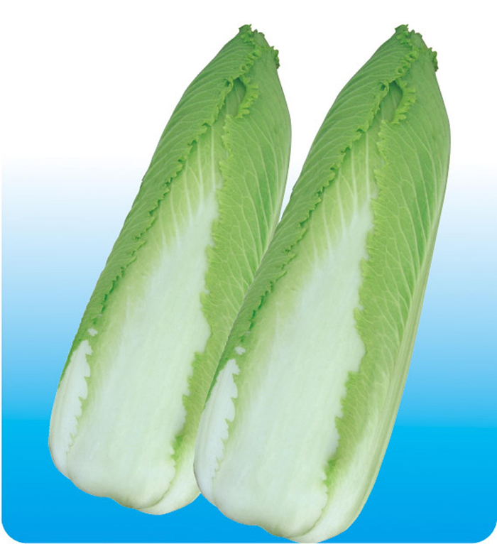 上细下粗的笋型，是玉田包尖白菜的典型特征。受访者供图