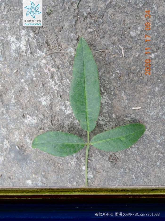 大花白木香的叶子（拍摄者：周洪义 图源中国植物图像库）