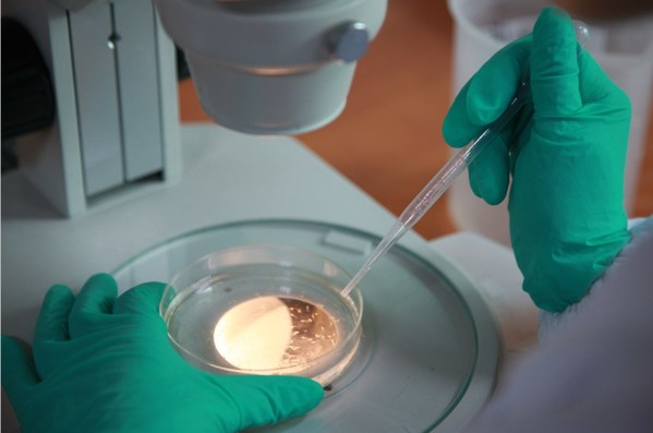 　　斑马鱼生物检测实验