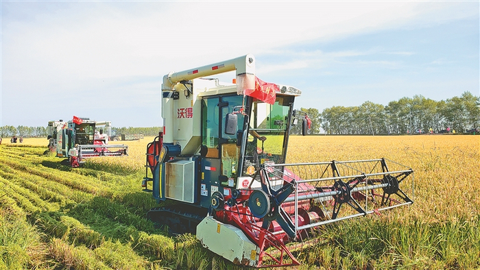     水稻收获现场。荆典摄