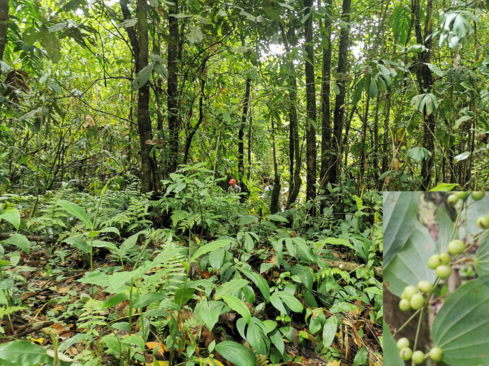 图6. 西藏墨脱县背崩乡格林村的菝葜生境（右下角为菝葜果实，2021年拍摄）