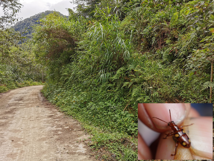 图4. 云南贡山县独龙江乡马库村公路（右下角为长颈负泥虫，2019年拍摄）