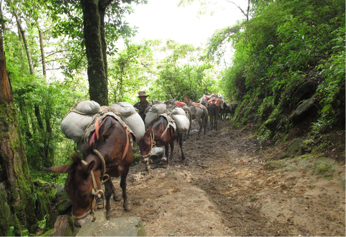 图3. 西藏墨脱县背崩乡到格林村的人马驿道（2012年拍摄，目前已经废弃，植物郁蔽，基本找不到路了）