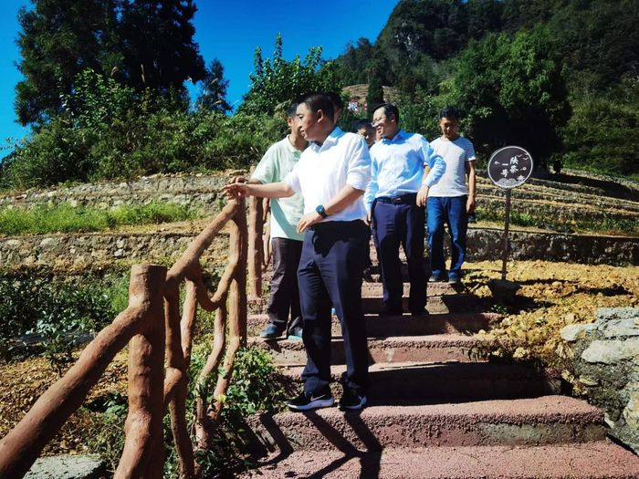 图为：民生银行重庆分行有关负责人到重庆市城口县鸡鸣乡调研茶叶产业情况