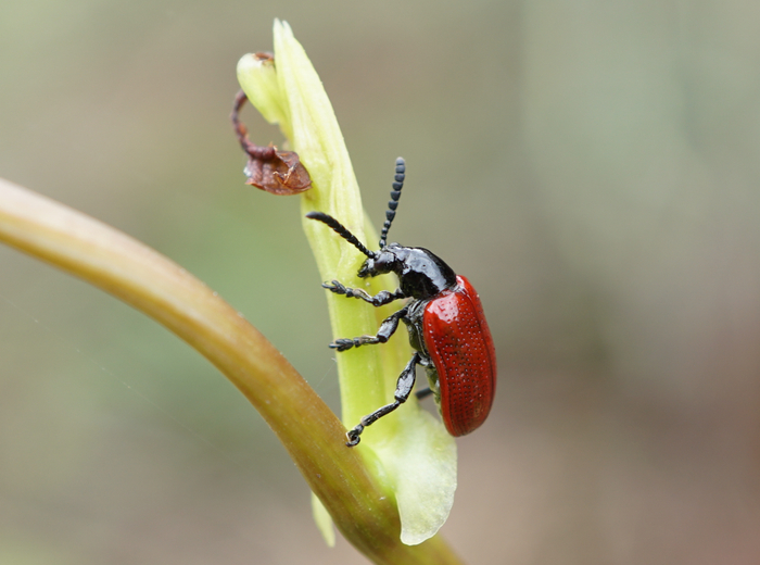 图1. 负泥虫和其寄主植物薯蓣（2020年拍摄）