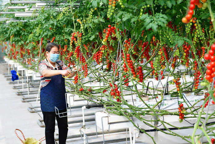 通过航天育种培育出的“草莓番茄”新品种，除了口感好，产量也提高不少。记者 常鸣/摄
