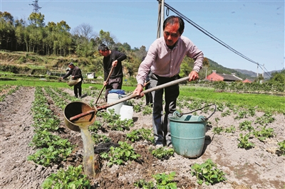     农户栽种酵素土豆。（毛节常 摄）