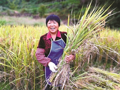     箭岭农户收割酵素水稻。    （余建文 摄）