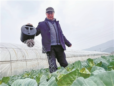     周村农户种植酵素蔬菜。    （余建文 摄）
