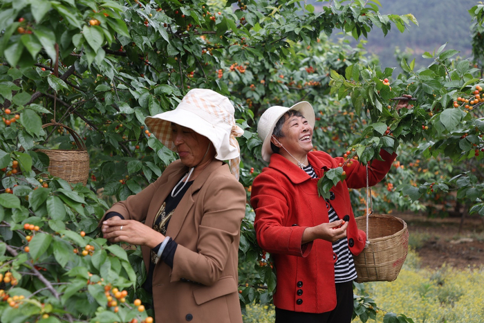 樱桃上市季节，德昌县角半村村民们迎来丰收，产地价高达15元一斤。吴小川 摄