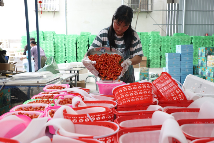 拼多多店铺“傈珍特产”工人在仓库分拣打包，最近每天都要发上千件水果。吴小川 摄