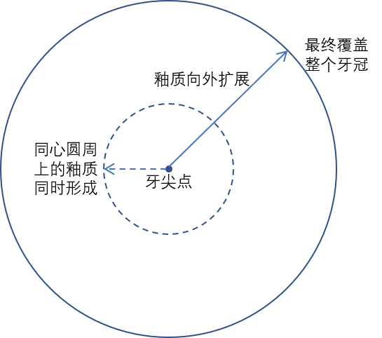 将釉质的横向扩张假想为圆的扩增丨作者供图