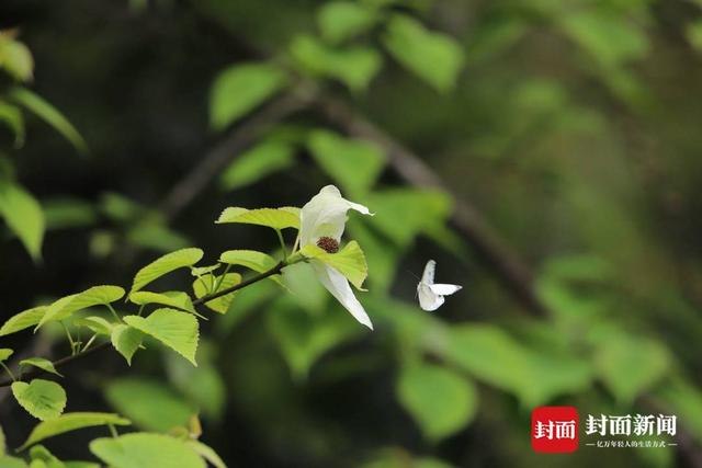 珙桐花开引蝶来（杨铧 摄）