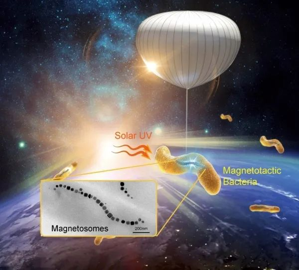 图2.临近空间趋磁细菌的飞行实验示意图
