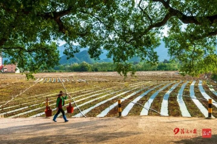 连州市西岸镇河田村，村民外出劳作。清远日报签约摄影师 谢庆华 摄