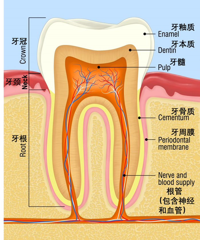 牙齿结构示意图丨图源：kocakayaali