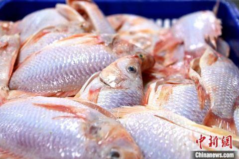 宰杀好的红罗非鱼。　张金川 摄